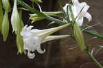 Easter lily